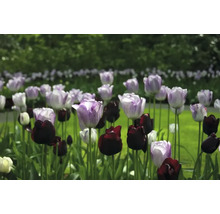Pole fialových a čiernych tulipánov