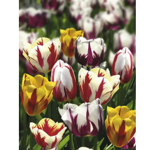 Pole s rôznymi odrodami tulipánov