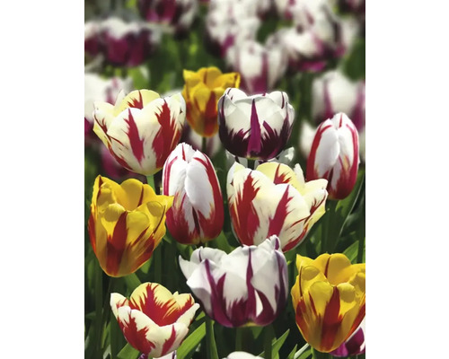 Pole s rôznymi odrodami tulipánov