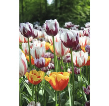 Pole s rôznymi druhmi tulipánov