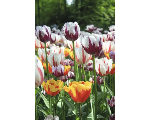 Pole s rôznymi druhmi tulipánov