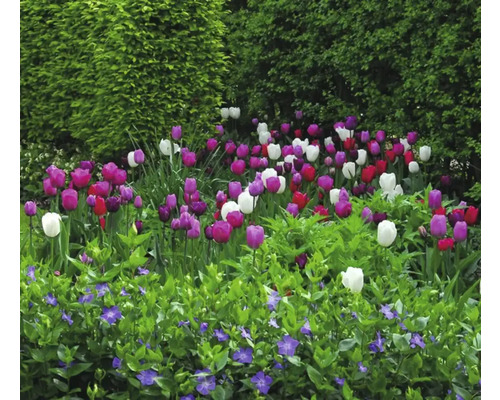 Kvetinový záhon s tulipánmi a zimozeleňou