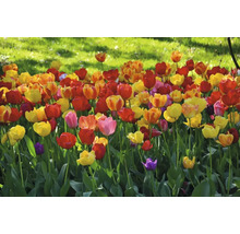 Záhon s tulipánmi rôznych farieb