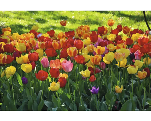 Záhon s tulipánmi rôznych farieb