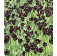 Pole s čiernymi kvetmi tulipánov