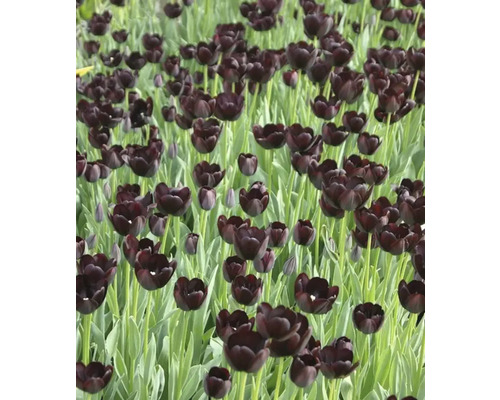 Pole s čiernymi kvetmi tulipánov