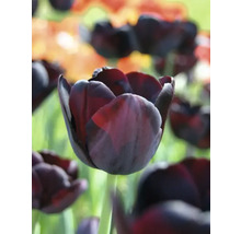 Detailný záber tmavého tulipánu v záhrade.