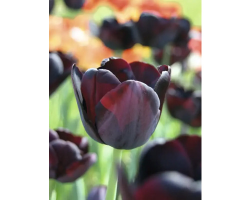 Detailný záber tmavého tulipánu v záhrade.