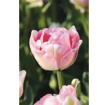 Detail plnokvetého kvetu tulipánu v záhrade