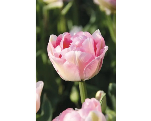 Detail plnokvetého kvetu tulipánu v záhrade