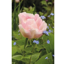 Detailný pohľad na jeden svetloružový tulipán v záhrade.