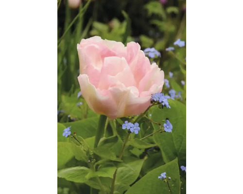 Detailný pohľad na jeden svetloružový tulipán v záhrade.