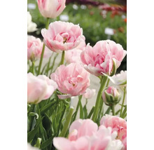 Detailný záber ružových plnokvetých tulipánov v záhrade.