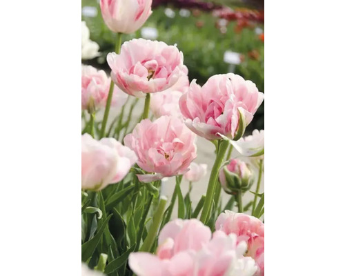 Detailný záber ružových plnokvetých tulipánov v záhrade.