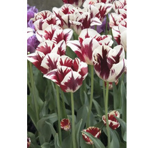 Detail červeno pruhovaných tulipánov v záhrade.