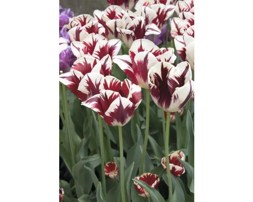 Detail červeno pruhovaných tulipánov v záhrade.