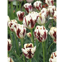 Detailný pohľad na biele a červené tulipány v záhrade.