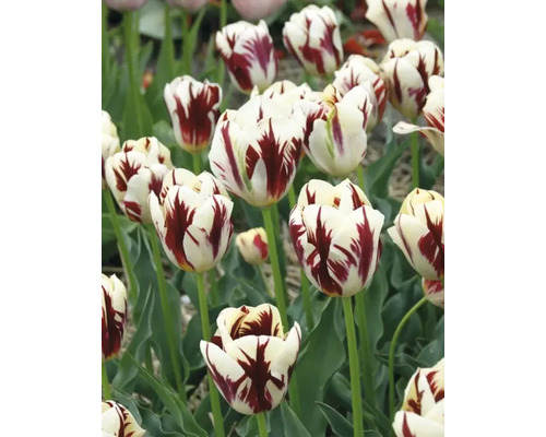 Detailný pohľad na biele a červené tulipány v záhrade.