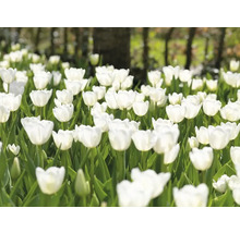 Pole s bielymi kvetmi tulipánov