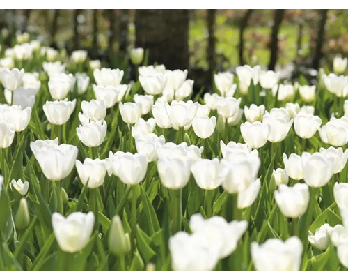 Pole s bielymi kvetmi tulipánov