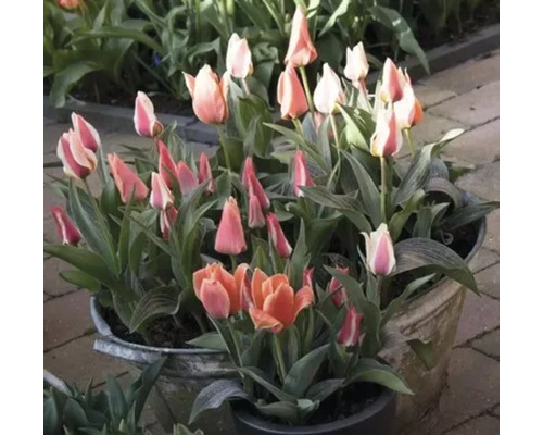 Tulipány v kvetináčoch