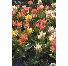 Pole s viacfarebnými tulipánmi v žltej, oranžovej, bielej a ružovej farbe.