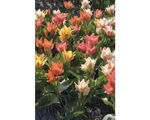 Pole s viacfarebnými tulipánmi v žltej, oranžovej, bielej a ružovej farbe.