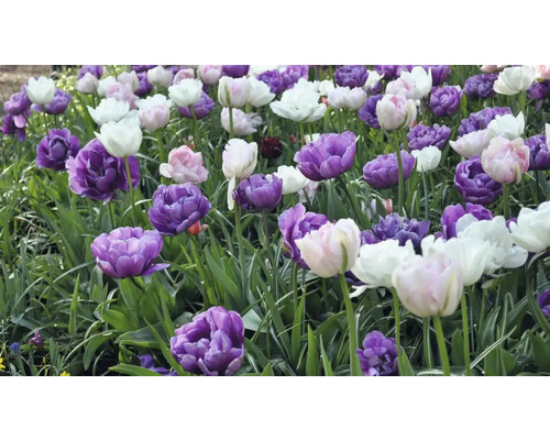 Pole fialových, ružových a bielych tulipánov