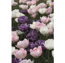 Detailný záber na ružové, fialové a biele tulipány v záhrade.
