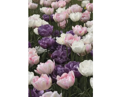 Detailný záber na ružové, fialové a biele tulipány v záhrade.