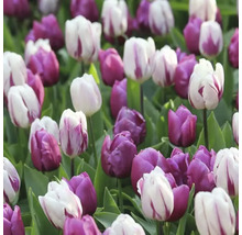 Pole fialových a pruhovaných tulipánov