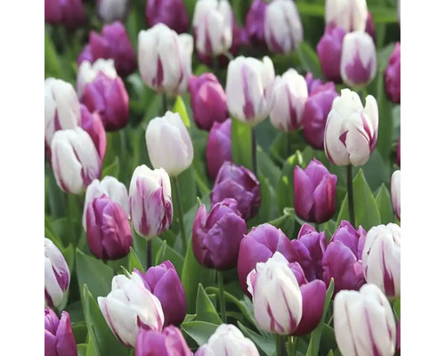 Pole fialových a pruhovaných tulipánov