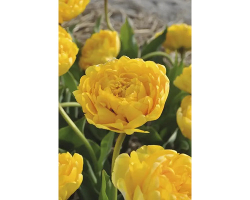 Žltý kvet tulipánu v záhrade