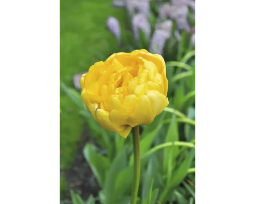 Žltý tulipán v záhrade