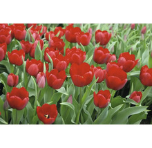 Detail červených tulipánov so zelenými listami