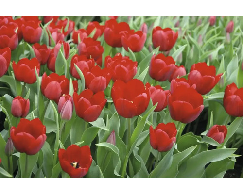 Detail červených tulipánov so zelenými listami