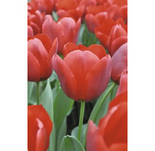 Pole s červenými kvetmi tulipánov