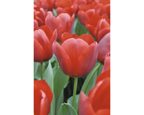 Pole s červenými kvetmi tulipánov