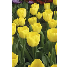 Detailný pohľad na žlté tulipány v záhone.