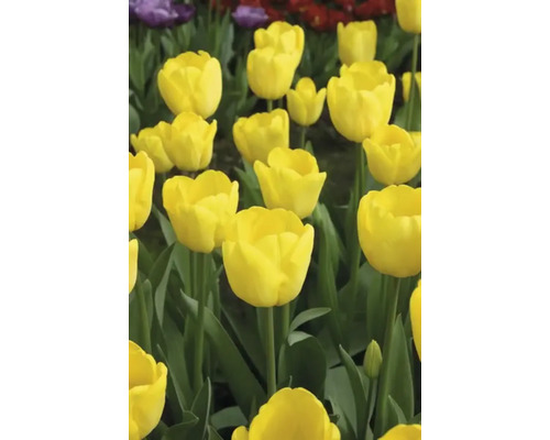 Detailný pohľad na žlté tulipány v záhone.