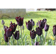 Detailný záber tmavo sfarbených tulipánov v záhrade.