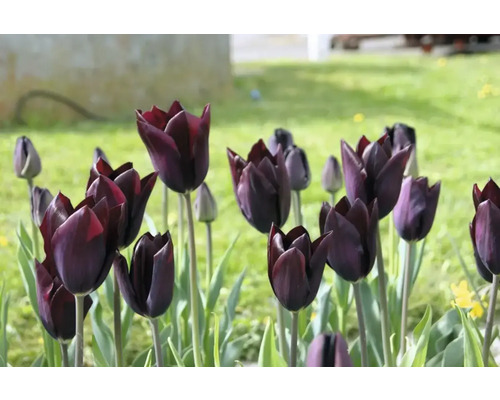 Detailný záber tmavo sfarbených tulipánov v záhrade.