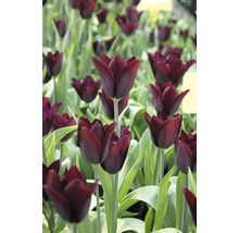 Pole s tmavými tulipánmi