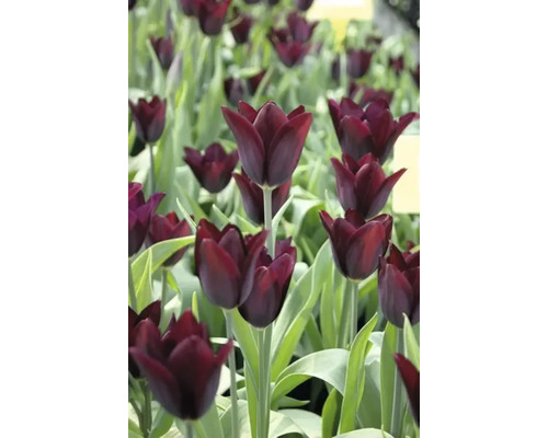 Pole s tmavými tulipánmi