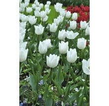 Pole bielych a červených tulipánov