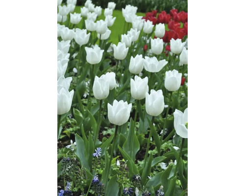 Pole bielych a červených tulipánov
