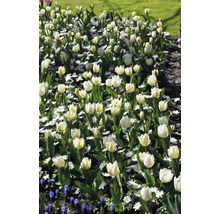 Záhon s bielymi tulipánmi a margarétkami