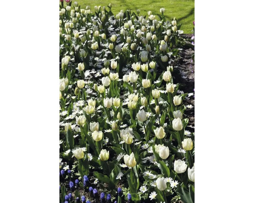Záhon s bielymi tulipánmi a margarétkami