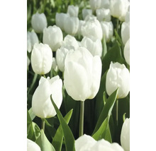 Pole bielych tulipánov