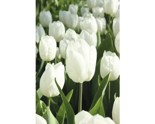 Pole bielych tulipánov